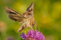 Kovolesklec gama - autographa gamma 0284